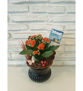 Kalanchoe Saksı Çiçeği Ögretmenler Günü